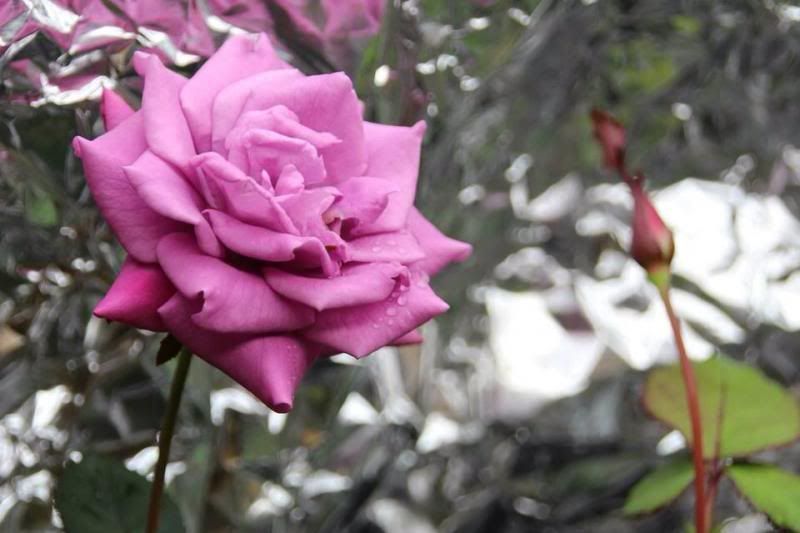  photo image_zpsc87d58e7.jpg